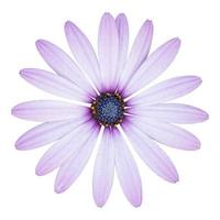 fiore blu della margherita dell'osteospermum isolato su bianco con il percorso di ritaglio foto