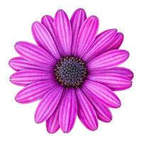 fiore blu della margherita dell'osteospermum isolato su bianco con il percorso di ritaglio foto