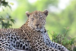 una foto ravvicinata di un leopardo maschio, guardando la telecamera, avvistato durante un safari nella riserva di caccia di sabi sands.