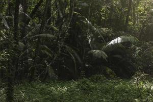 foresta pluviale tropicale alla luce del mattino foto