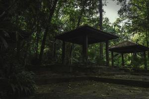 passerella e albero della foresta pluviale foto