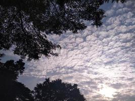 sagoma di alberi e nuvole bianche foto