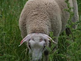 pecore in un campo in germania foto