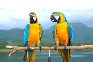 due ara blu e oro ara ararauna è un grande pappagallo sudamericano su trespolo di legno, sfondo naturale, montagne, cielo, sfocatura foto