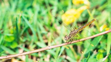 libellula appesa al ramo immagine ravvicinata foto