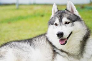 husky siberiano sdraiato sull'erba verde nella giornata limpida. foto