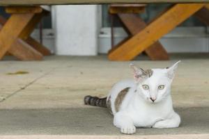 gatto sdraiato sul pavimento foto