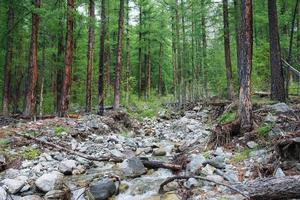 foresta di grandi larici e fiume di montagna nelle giornate estive foto