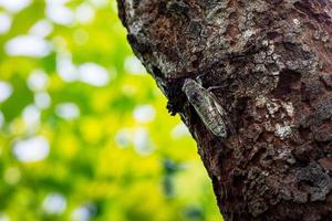 una cicala appesa all'albero e sfondo sfocato foto