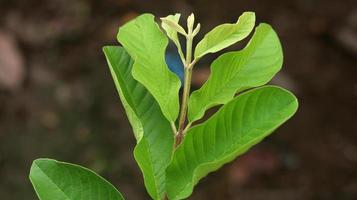 foglie di piante giovani verdi di guava nel giardino. le foglie di guava sono uno degli ingredienti a base di erbe tradizionali molto popolari, soprattutto per curare la diarrea e la flatulenza foto