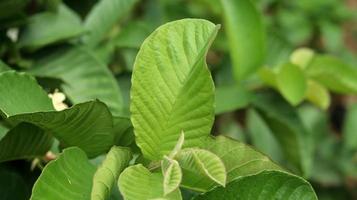 foglie di piante giovani verdi di guava nel giardino. le foglie di guava sono uno degli ingredienti a base di erbe tradizionali molto popolari, soprattutto per curare la diarrea e la flatulenza foto