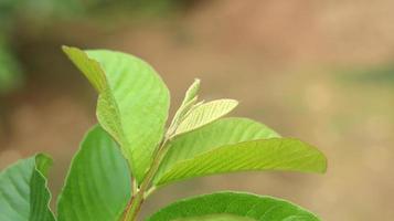 foglie di piante giovani verdi di guava nel giardino. le foglie di guava sono uno degli ingredienti a base di erbe tradizionali molto popolari, soprattutto per curare la diarrea e la flatulenza foto