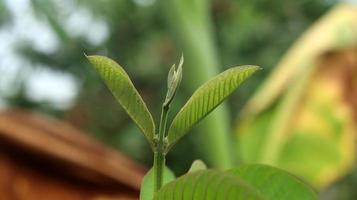 foglie di piante giovani verdi di guava nel giardino. le foglie di guava sono uno degli ingredienti a base di erbe tradizionali molto popolari, soprattutto per curare la diarrea e la flatulenza foto