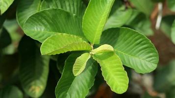 foglie di piante giovani verdi di guava nel giardino. le foglie di guava sono uno degli ingredienti a base di erbe tradizionali molto popolari, soprattutto per curare la diarrea e la flatulenza foto