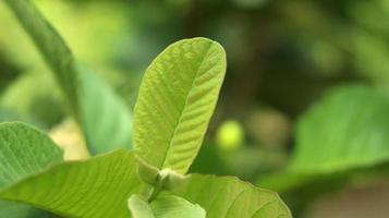 foglie di piante giovani verdi di guava nel giardino. le foglie di guava sono uno degli ingredienti a base di erbe tradizionali molto popolari, soprattutto per curare la diarrea e la flatulenza foto