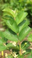 foglie di piante giovani verdi di guava nel giardino. le foglie di guava sono uno degli ingredienti a base di erbe tradizionali molto popolari, soprattutto per curare la diarrea e la flatulenza foto