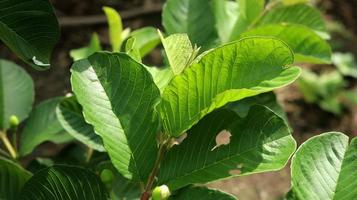 foglie di piante giovani verdi di guava nel giardino. le foglie di guava sono uno degli ingredienti a base di erbe tradizionali molto popolari, soprattutto per curare la diarrea e la flatulenza foto