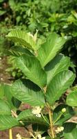 foglie di piante giovani verdi di guava nel giardino. le foglie di guava sono uno degli ingredienti a base di erbe tradizionali molto popolari, soprattutto per curare la diarrea e la flatulenza foto