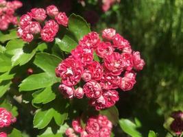 un albero in fiore, rosa floreale foto