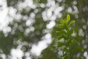 sfondo di giorno piovoso con goccia d'acqua in congedo verde. foto