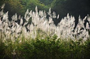 pennisetum fiore, campo, natura foto