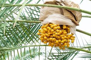 primo piano barhi datteri frutti gialli phoenix dactylifera sui grappoli nel giardino di frutta biologica per la raccolta foto