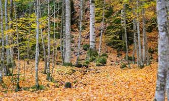 foresta nel parco nazionale di Yedigoller, in Turchia foto