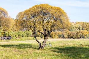 bicicletta vicino al salice giallo sul prato nel parco foto