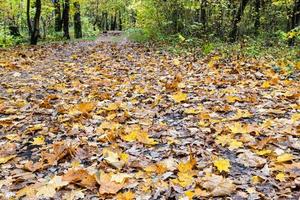 superficie del sentiero ricoperta da foglie cadute foto