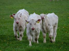 mucche bianche in Westfalia foto