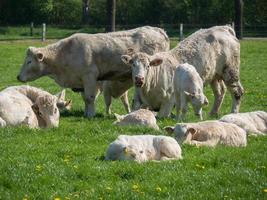 mucche bianche su un prato in germania foto
