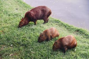 capibara vicino al lago a belo horizonte, brasile foto