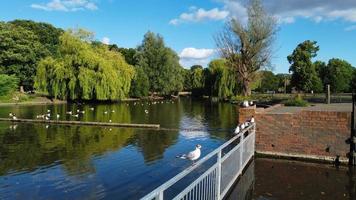 Riprese aeree del drone ad alto angolo di uccelli acquatici del lago oche britanniche e gabbiani si stanno affrettando a mangiare cibo al Wardown Park di Luton, città dell'Inghilterra, Regno Unito foto