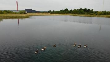 immagine aerea e ad alto angolo simpatici uccelli acquatici nuotano nel lago stewartby dell'inghilterra uk in una bella mattina presto all'alba foto