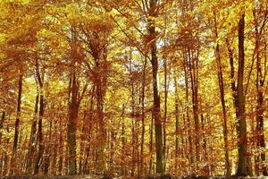 bella vista panoramica su un paesaggio autunnale dorato trovato in europa foto