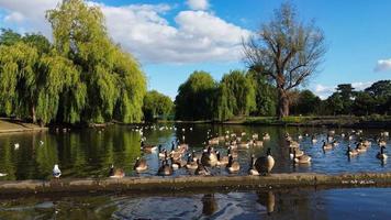 Riprese aeree del drone ad alto angolo di uccelli acquatici del lago oche britanniche e gabbiani si stanno affrettando a mangiare cibo al Wardown Park di Luton, città dell'Inghilterra, Regno Unito foto
