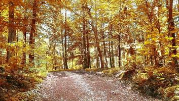 bella vista panoramica su un paesaggio autunnale dorato trovato in europa foto