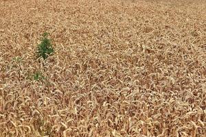 bella e dettagliata vista ravvicinata sulle trame dei campi di grano e colture nell'Europa settentrionale. foto