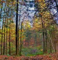 vista in una foresta autunnale vibrante e colorata con fogliame autunnale e raggi di sole foto