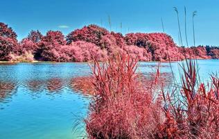 bellissimo paesaggio a infrarossi rosa in un lago con una superficie d'acqua riflettente. foto