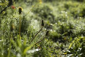 erba verde in rugiada. piccole gocce sull'erba. luce soffusa sulle piante. foto