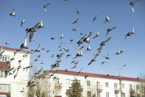 i piccioni volano sullo sfondo della città. uccelli in cielo. foto