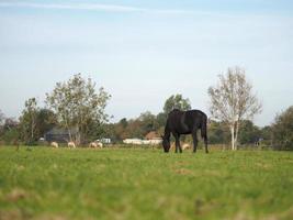 cavallo in erba di campo foto