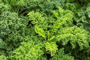 lattuga verde fresca lascia la crescita in giardino, primo piano pianta di insalata di lattuga cavolo foglia, sfondo di foglie di ortaggi idroponici. cibo biologico sano, agricoltura e concetto idroponico. foto