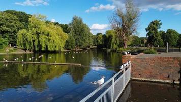 Riprese aeree del drone ad alto angolo di uccelli acquatici del lago oche britanniche e gabbiani si stanno affrettando a mangiare cibo al Wardown Park di Luton, città dell'Inghilterra, Regno Unito foto