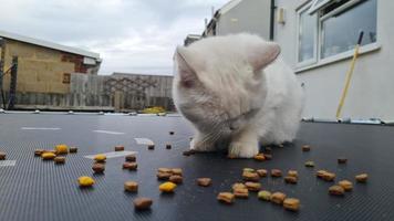 il gatto bello e carino sta posando e mangiando cibo foto