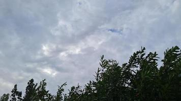 alberi e foglie nel forte vento e nuvole sopra il cielo a Luton città dell'Inghilterra foto