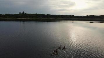 immagine aerea e ad alto angolo simpatici uccelli acquatici nuotano nel lago stewartby dell'inghilterra uk in una bella mattina presto all'alba foto