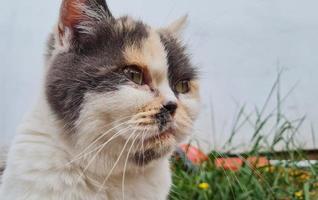bellissimo gatto di razza persiano nel giardino di casa, primo piano foto