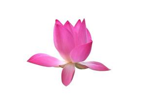 ninfea rosa isolata o fiore di loto con tracciati di ritaglio. foto